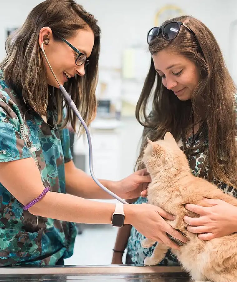 Veterinarian examining a kitten with a stethoscope during a checkup