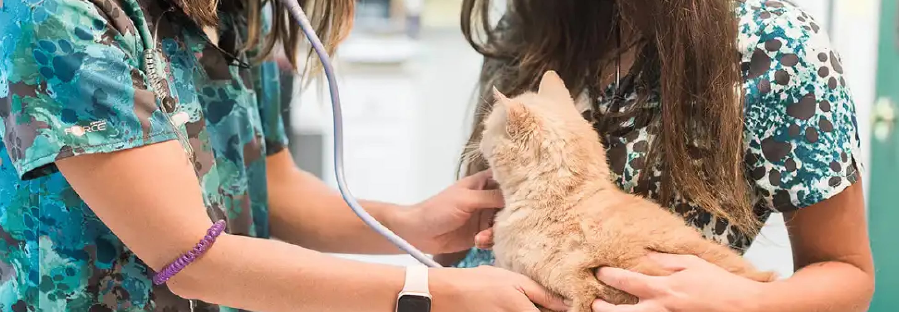 Veterinarian examining a kitten with a stethoscope during a checkup