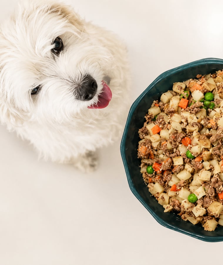 White dog licking its lips next to a bowl of fresh dog food with meat and vegetables