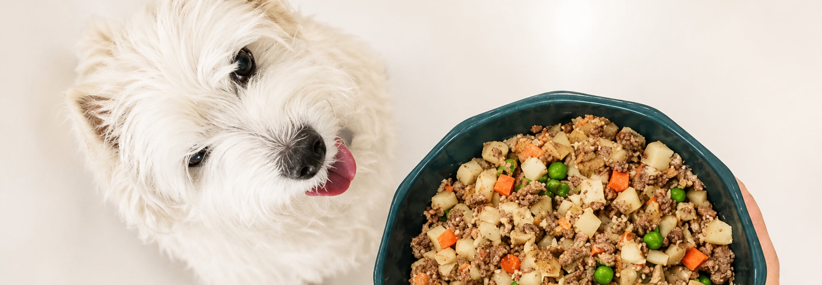 White dog licking its lips next to a bowl of fresh dog food with meat and vegetables